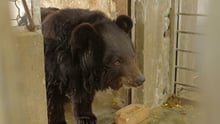 Maya bear