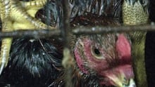 Meat Chicken