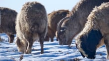 Mongolian animals are suffering at the hands of an extreme winter