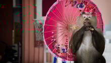 Monkey at cruel venue holding pink umbrella. Amy Jones / Moving Animals