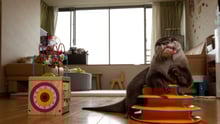 Pet otter chewing a toy in Japan - Wildlife. Not pets - World Animal Protection