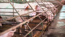Pig looking through cage on factory farm - World Animal Protection - Animals in farming