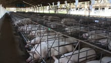 pig_nondisclosed_800x533_1020452