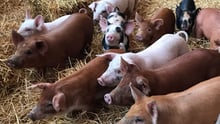 Pigs at a high welfare farm in the US - World Animal Protection
