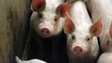 Pigs on a farm in the EU - World Animal Protection - Animals in farming