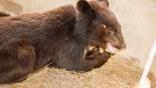 bear cub