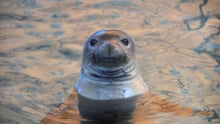 seal in water