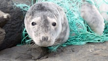 Seal tangled in ghost gear - World Animal Protection - Animals in the wild