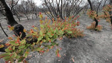 Regrowth after Australian bushfires