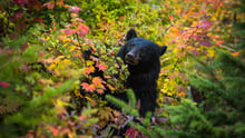 A black bear in the wild