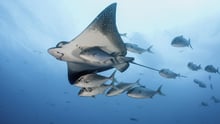 Eagle ray swimming with a small school of jack fish