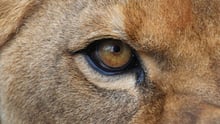 A closeup of a lion's eye