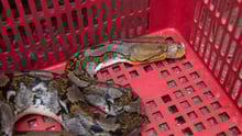 Keeping wild animals like snakes in confined conditions close to humans can lead to diseases