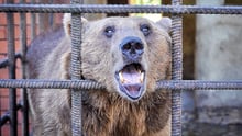 A bear in horrific conditions Sochi, Russia