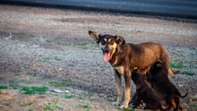 Stray mother dog and her puppies - World Animal Protection - Better lives for dogs