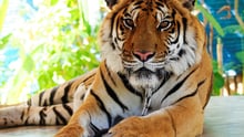 Tiger at tourist attraction in Thailand