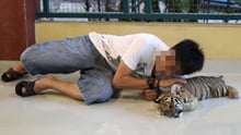 Tiger selfies