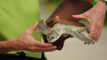 Tourist holding small turtle at Cayman Turtle Centre - Wildlife. Not entertainers - World Animal Protection