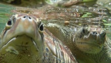 cayman turtle farm 