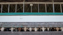 Cows lined up at a feedlot