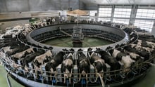 Dairy cows in an automated milking system