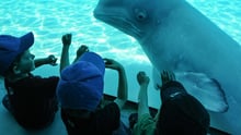 A beluga whale at Marineland