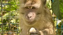 Jono the rescued monkey