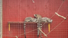Lemurs at a roadside zoo