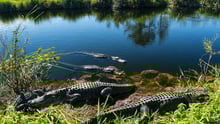 Crocodiles resting in the sun