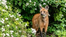 Maned wolf