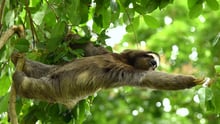 A sloth in the wild