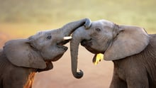 Two young elephants in the wild