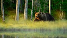 A bear in the wild