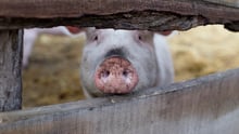 A pig in a sanctuary