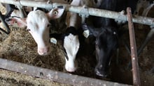 Dairy cows on a factory farm