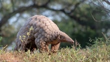 A pangolin in the wild
