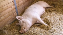 A pig in a sanctuary