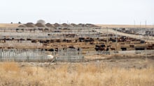 Cows at a feedlot