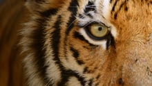 A closeup of a tiger's eye