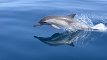 A dolphin swimming in the wild