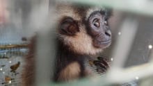 A monkey in a cage in the wildlife trade