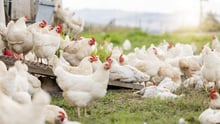 Chickens on a high welfare farm
