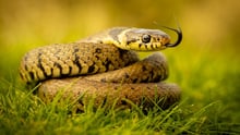 A snake in the wild