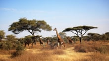 Giraffes in the wild in Africa