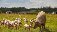 Piglets with their mother on a high-welfare farm.