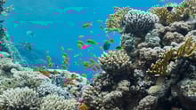 Tropical fish and coral