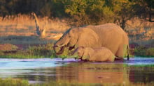 Elephants in the wild