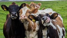 Curious cows staring at the camera with their tongues out