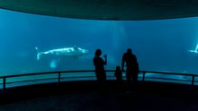 Belugas at Marineland Canada