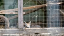 A fennec fox in a roadside zoo